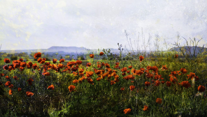 Poppies and the blue sky