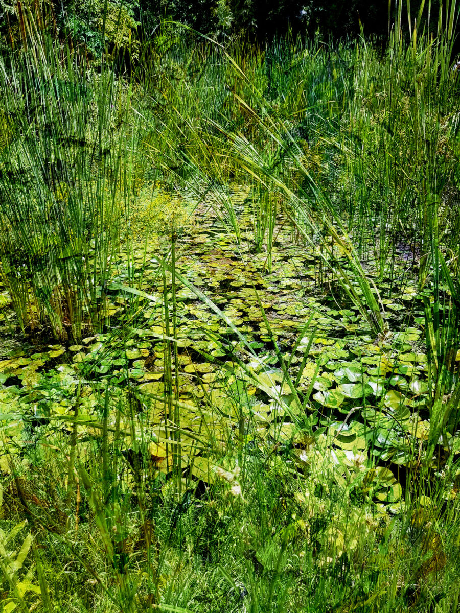 Impressionist pond (2022)