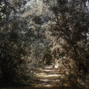 Lonely road (2021)