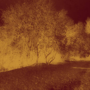 Echoes in Gold IV