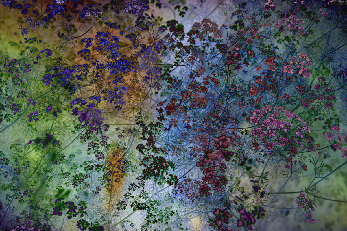 Shades of Dreams I (2026)