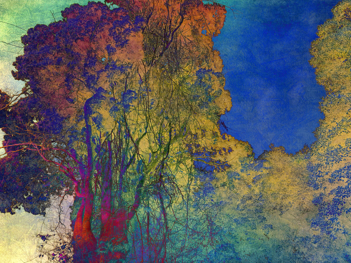 Shades of Dreams XXII (2026)