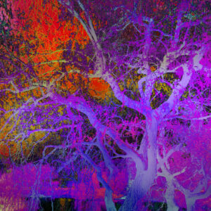 Shades of Dreams XXIII (2026)